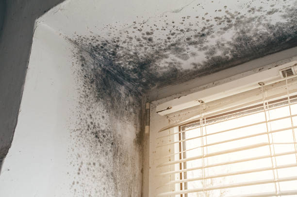 Affordable Black Mold Remediation solutions in Buckley, WA