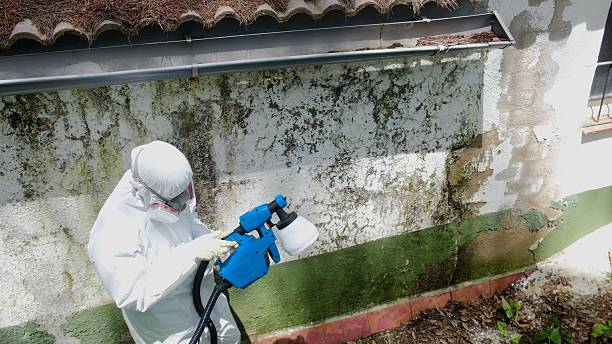 Top rated local Black Mold Remediation specialists in Buckley, WA